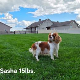SASHA - Cavalier King Charles Spaniel