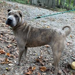 Wanda - Chinese Shar-Pei