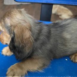 Shaded red boy - Black and cream male Dachshund puppy in Jackson's Gap, Alabama from Lake Martin Doxies