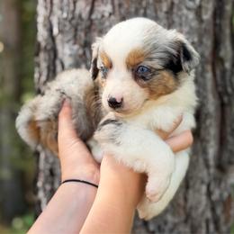 Cash - Blue merle male Toy Australian Shepherd puppy in Daphne, Alabama from Darling Australians