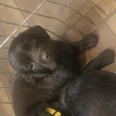 Boykin Spaniel Puppies from Heather Schroeder