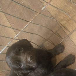 Boykin Spaniel Puppies from Heather Schroeder