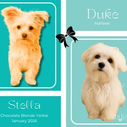 Morkie puppies from Lil Luxe Pups