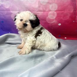 SuperStar - Gold and white male Shih Tzu puppy in New York, New York from Falling Star
