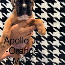 Boy 1: Apollo, Jr. - Fawn male Boxer puppy in Suitland, Maryland from PrideNJoy Boxers