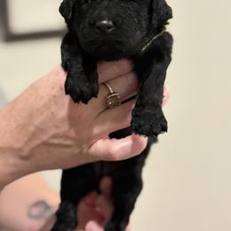 Goldendoodle and Poodle Puppies from Southern Stroll Poodles & Doodles