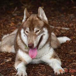 Lil Red - Siberian Husky