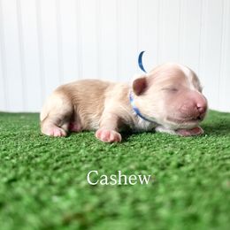 Cashew - Cream male Maltipoo puppy in Springtown, Texas from North Texas Puppies