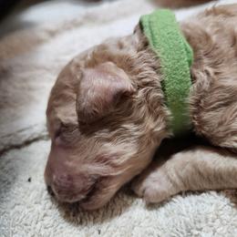 Green collar (Leif) - Cream male Poodle puppy in Stephentown, New York from Creme de la Poodle, standard poodles