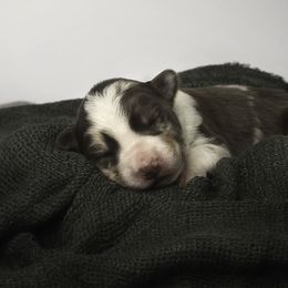 Border Collie Puppies from Air Capital Border Collies