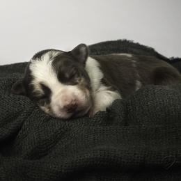 Border Collie Puppies from Air Capital Border Collies