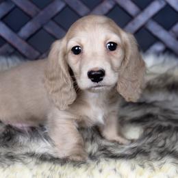 Dachshund puppies from Dachsy