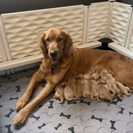 Female pick 3 - Golden female Golden Retriever puppy in Orting, Washington from Home Sweet Goldens