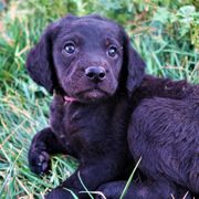 Miss Grape - Double Doodle puppy in Kanarraville, Utah from Mary's Crazy Double Doodle Doggies