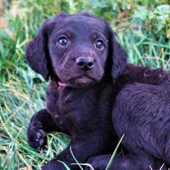 Miss Grape - Double Doodle puppy in Kanarraville, Utah from Mary's Crazy Double Doodle Doggies