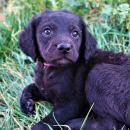 Miss Grape - Double Doodle puppy in Kanarraville, Utah from Mary's Crazy Double Doodle Doggies
