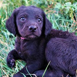 Miss Grape - Double Doodle puppy in Kanarraville, Utah from Mary's Crazy Double Doodle Doggies
