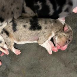 Hannah - Blue merle female Border Collie puppy in Franklin, Maine from Broad Meadow Borders