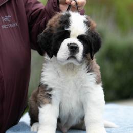 Saint Bernard Puppies from Southern Giants