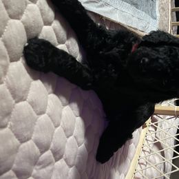 Poodle Puppies from Missy Trusty's Poodles
