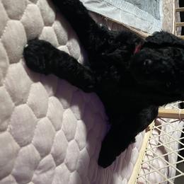 Poodle Puppies from Missy Trusty's Poodles