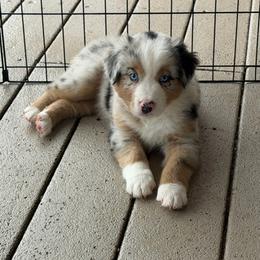 Kona - Blue merle male Miniature Australian Shepherd puppy in Apache Junction, Arizona from Circle T Mini Aussies