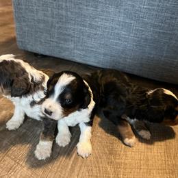 Bernedoodle and French Bulldog Puppies from Bernied00dle Love & Fr3nchi3 Love