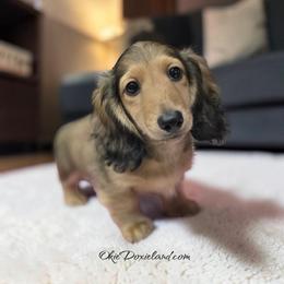 Eliot - Cream male Dachshund puppy in Oklahoma City, Oklahoma from OkieDoxieland Dachshunds