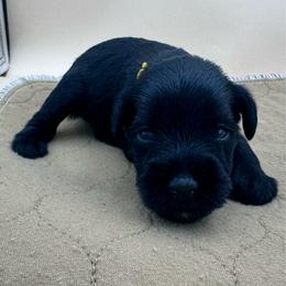 Yellow - Black female Miniature Schnauzer puppy in Arlington, Texas from Blissful Standards