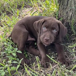 Boy 1 - Labrador Retriever puppy in Huntsville, Texas from Southern Dream Retrievers