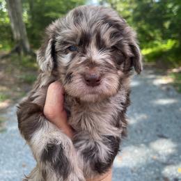 Ray-Ann - Merle female Goldendoodle puppy in New Ringgold, Pennsylvania from Hawk Mountain Doodles