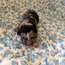 Eeyore - Blue merle male Australian Shepherd puppy in Caro, Michigan from White Tail Australian Shepherds