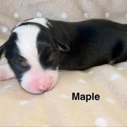 Maple - Black tri female Miniature American Shepherd puppy in Florseville, Texas from Ashber Farm
