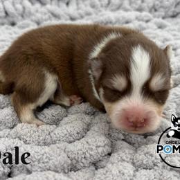 Dale - Red and white male Pomsky puppy in Eastman, Georgia from Once Upon A Pomsky
