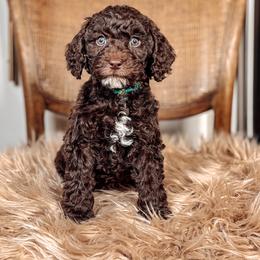 Jan - Chocolate female Australian Labradoodle puppy in Decatur, Alabama from Southern Meadows Doodles