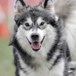 Tilly - Alaskan Malamute