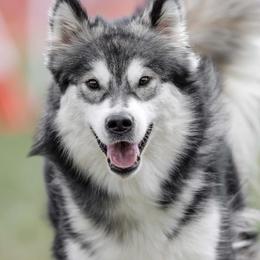 Tilly - Alaskan Malamute