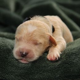 Doody - Cream male Australian Labradoodle puppy in Stanwood, Washington from Victoria Creek Australian Labradoodles