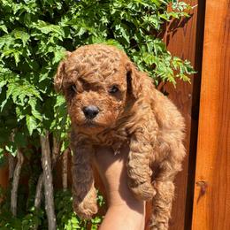 Green - Red  male Poodle puppy in Modesto, California from Oso’s Red Toy, Mini, & Standard Poodles