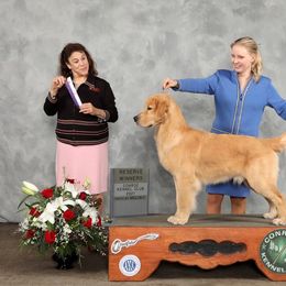 Golden Retriever Puppies from Aubergine Goldens