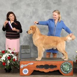 Golden Retriever Puppies from Aubergine Goldens