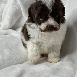 Otis - Poodle puppy in Uniondale, New York from Unique Poodles