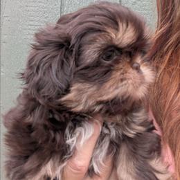 Chocolate dobie marked girl light eyes - Chocolate and tan female Shih Tzu puppy in Amherst, Maine from McKayla Hairston
