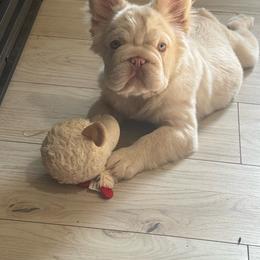 Snowy - Cream male French Bulldog puppy in Tulsa, Oklahoma from EvergreenEliteKennel