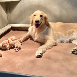Goldendoodle and Golden Retriever Puppies from Gate City Goldens