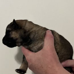 Girl 2 - German Shepherd puppy in Shelton, Washington from K&L Kennels