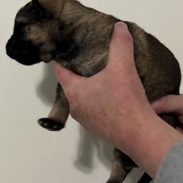 Girl 2 - German Shepherd puppy in Shelton, Washington from K&L Kennels