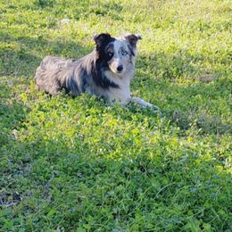 Copper - Australian Shepherd