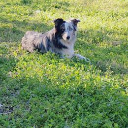Copper - Australian Shepherd