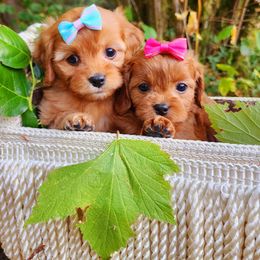 Cavapoo, Maltese, Maltipoo, and Poodle Puppies from Mt.BakerPoodles&Doodles